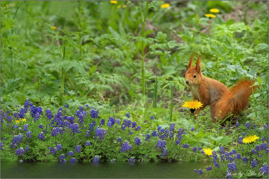 photo "***" tags: nature, flowers, wild animals