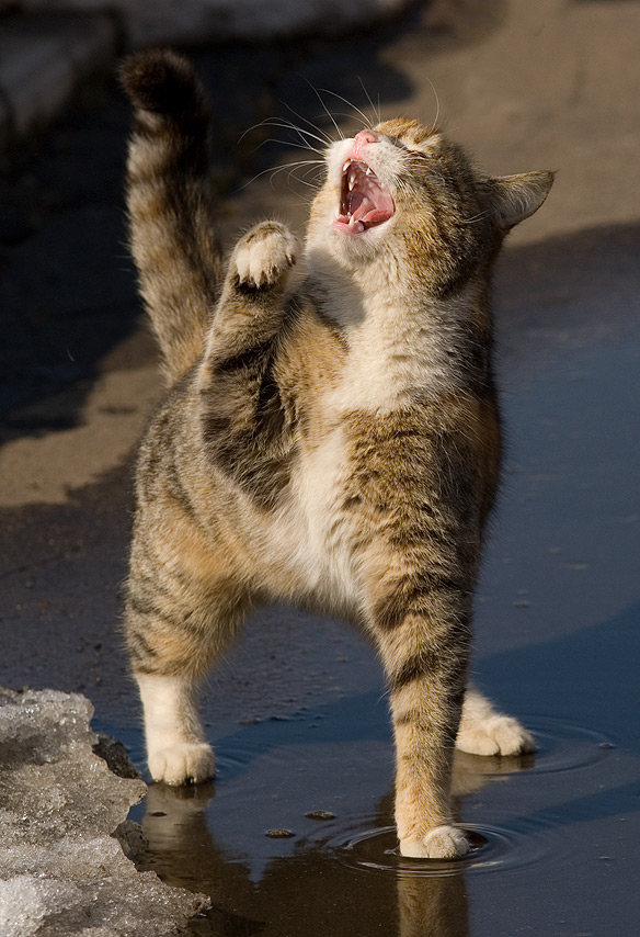 photo "now-now! sing right now! "Do-re-miIii-salt!" tags: genre, nature, pets/farm animals