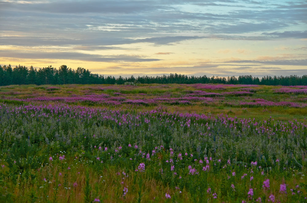 photo "***" tags: landscape, summer, sunset