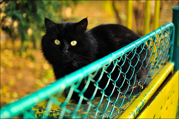 photo "Black cat" tags: nature, misc., pets/farm animals