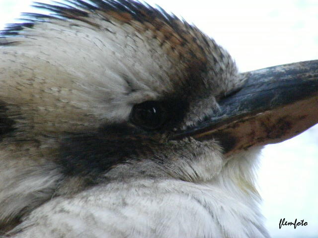 photo "Bird." tags: nature, insect