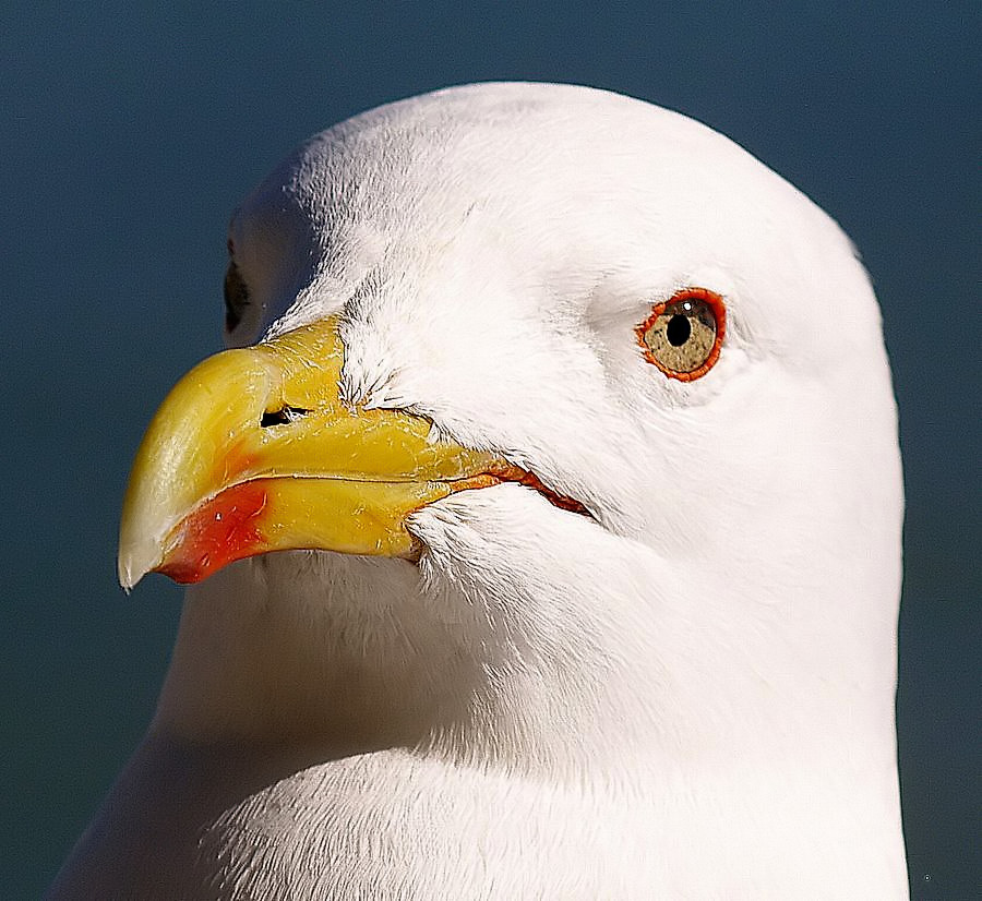 photo "Nature White Beauty... a Seagull..." tags: nature, wild animals