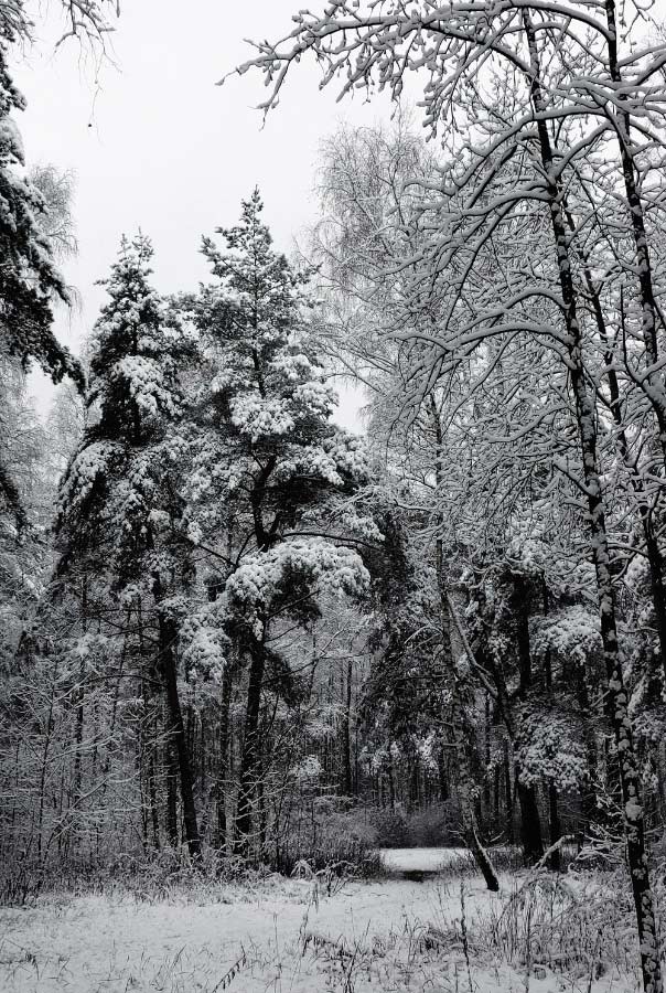 фото "первый снег..." метки: пейзаж, зима, лес