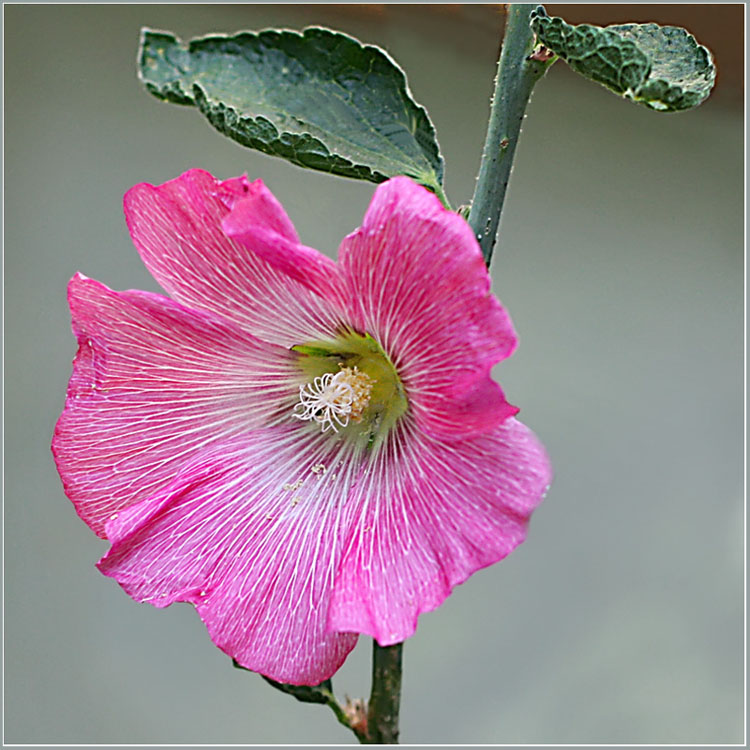 photo "Malva" tags: nature, flowers