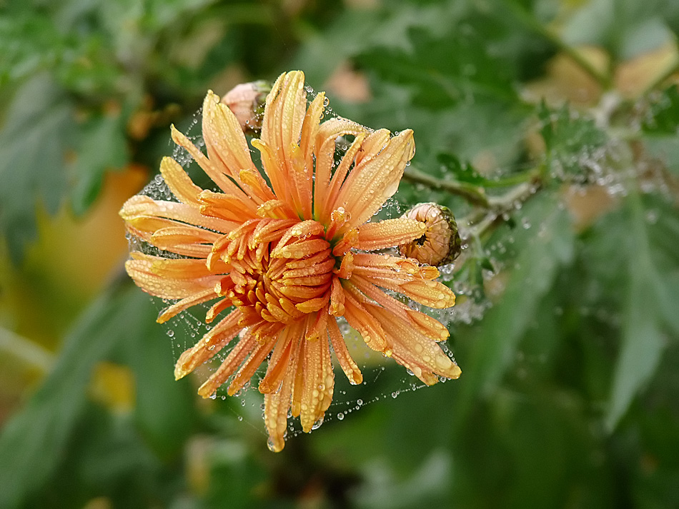 photo "***" tags: macro and close-up, nature, flowers