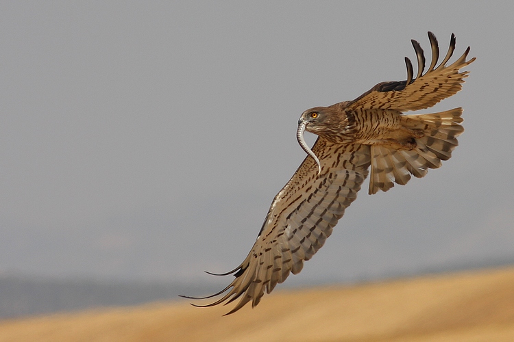 photo "short-toed eagle" tags: , 