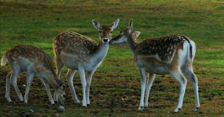 photo "***" tags: nature, wild animals
