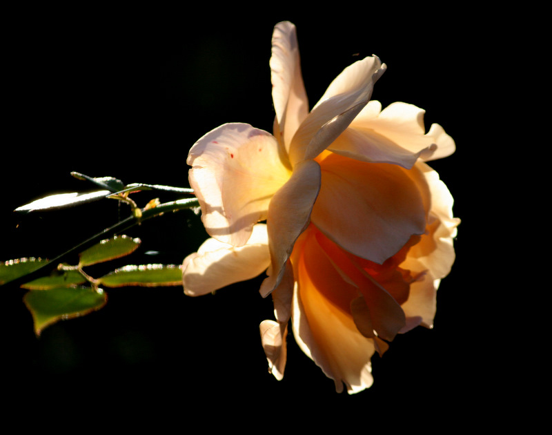 фото "A RELATIONSHIP IS LIKE A ROSE" метки: природа, цветы