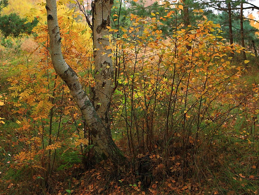 photo "***" tags: landscape, nature, autumn, flowers