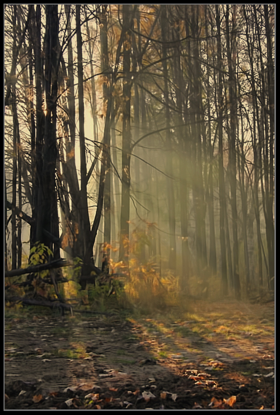 фото "В осеннем лесу..." метки: пейзаж, осень