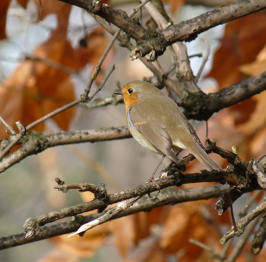 фото "Зарянка ( Erithacus rubecula)" метки: природа, дикие животные