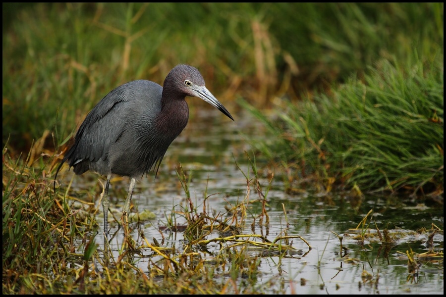 photo "little eden" tags: nature, wild animals