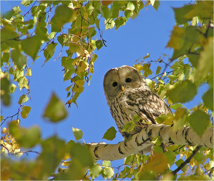 photo "Ural owl" tags: nature, wild animals