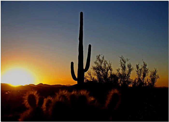 фото "Saguaro Dawn" метки: пейзаж, закат