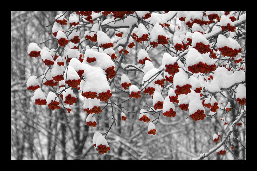 photo "White on red ...." tags: landscape, winter