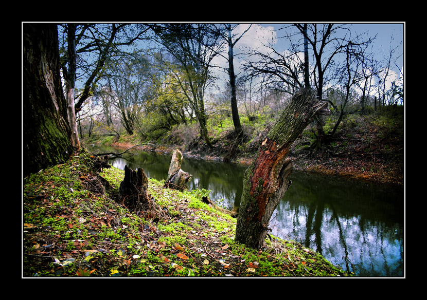 фото "Осень" метки: пейзаж, лес, осень