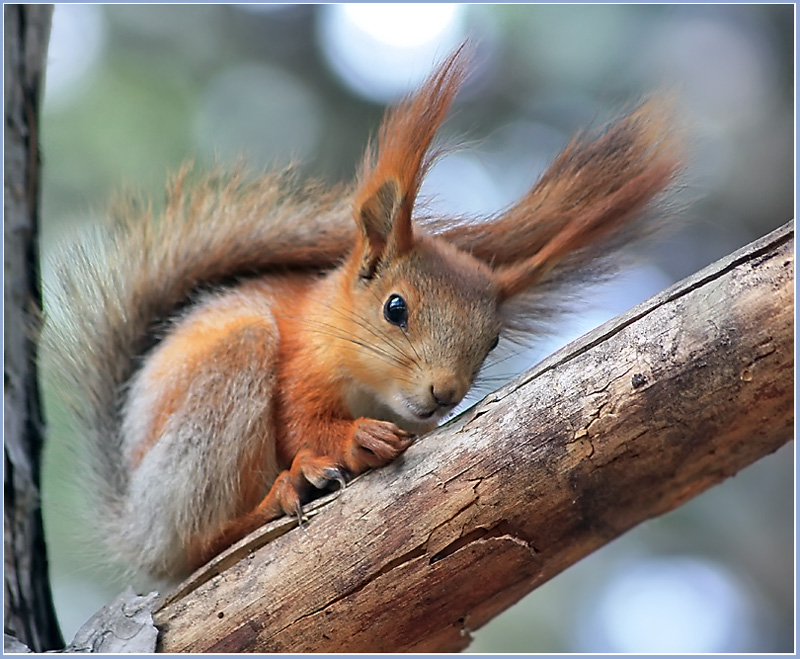 photo "The uncle, give a nutlet!" tags: nature, wild animals