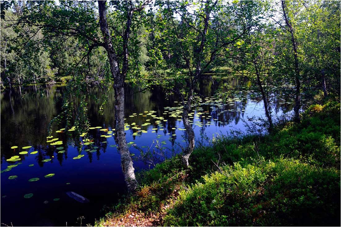 photo "***" tags: landscape, forest, summer