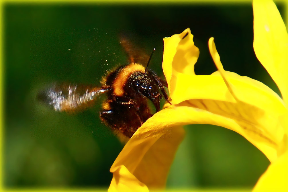 photo "The bee" tags: macro and close-up, nature, insect