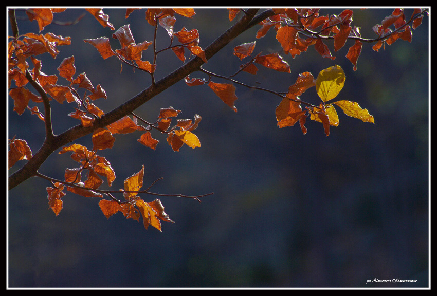 photo "autumn" tags: landscape, mountains