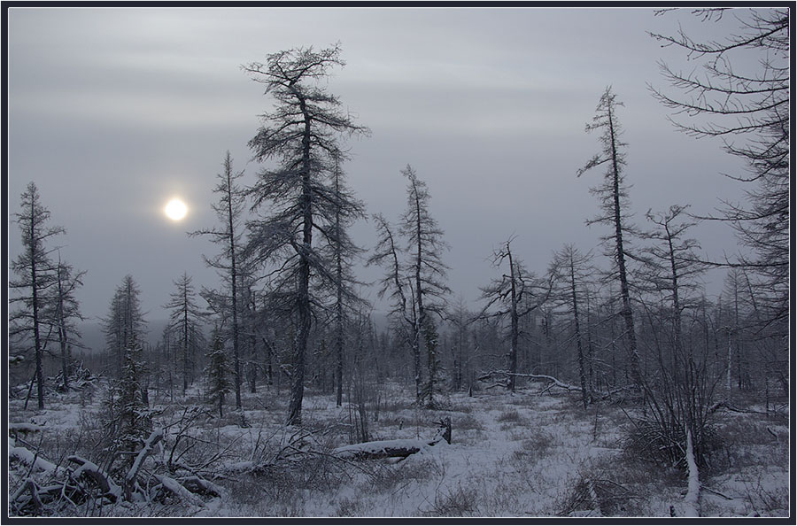 В тайге продолжительная холодная зима. Зимний лес пасмурно. Депрессивная зима. Зима в лесу пасмурно. Зимний пасмурный день в лесу.