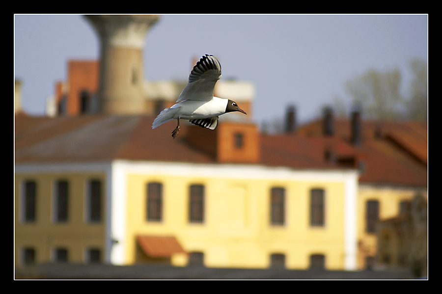 photo "Flyby possessions ..." tags: nature, city, wild animals