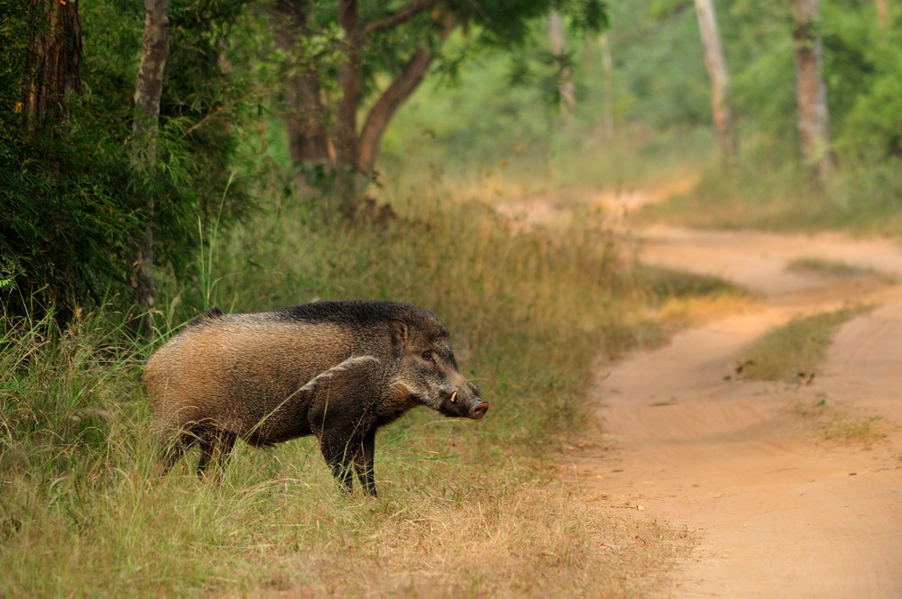 photo "***" tags: nature, wild animals