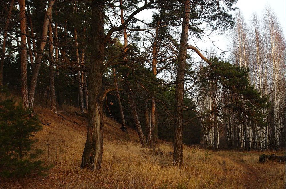 фото "Лес. Предзимье." метки: пейзаж, лес