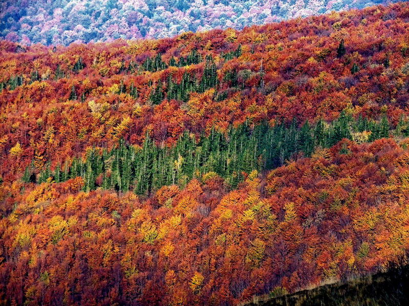 фото "Beech" метки: пейзаж, горы, лес