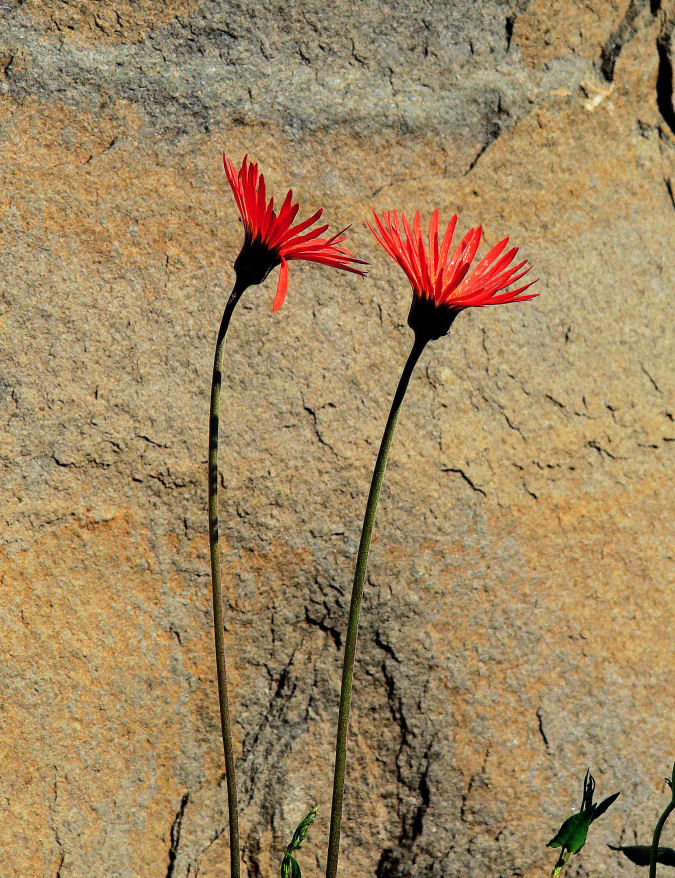 photo "***" tags: nature, flowers