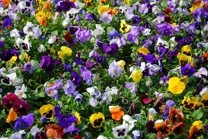 photo "***" tags: nature, flowers