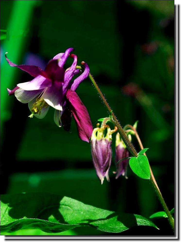 photo "Aquilegia   in memory of all the mourners 27.11.2009 g." tags: misc., 