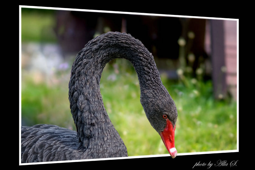 photo "***" tags: nature, wild animals