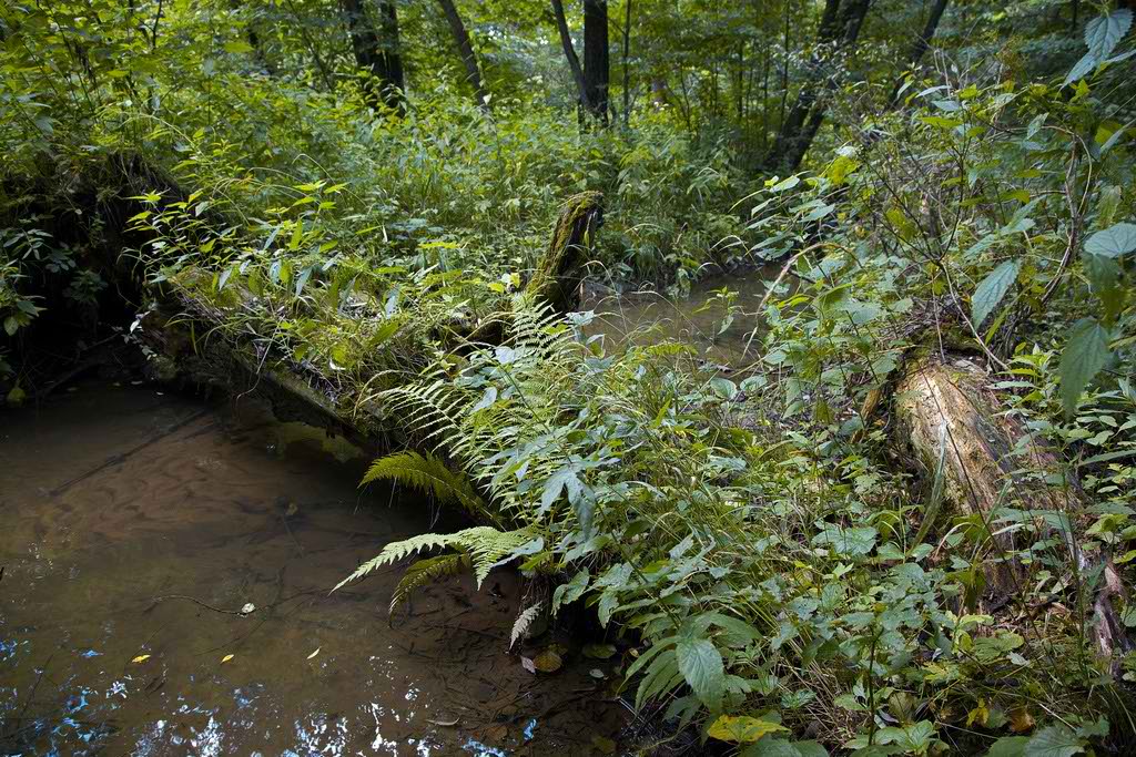 фото "Вдоль лесной речки-1" метки: пейзаж, вода