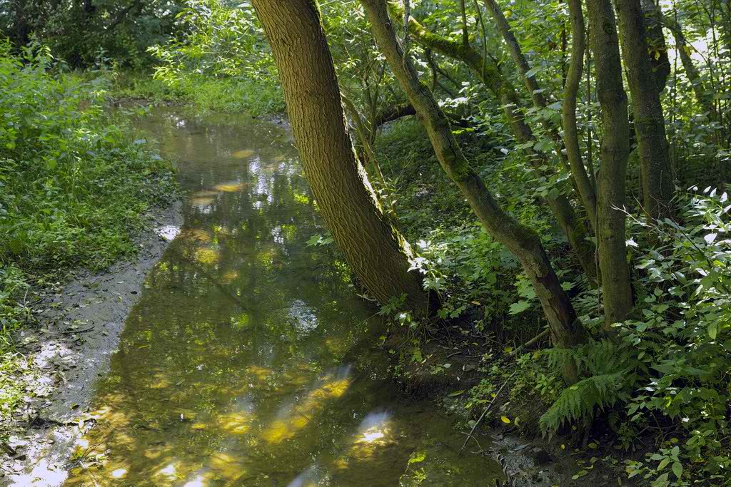 фото "Вдоль лесной речки-2" метки: пейзаж, вода