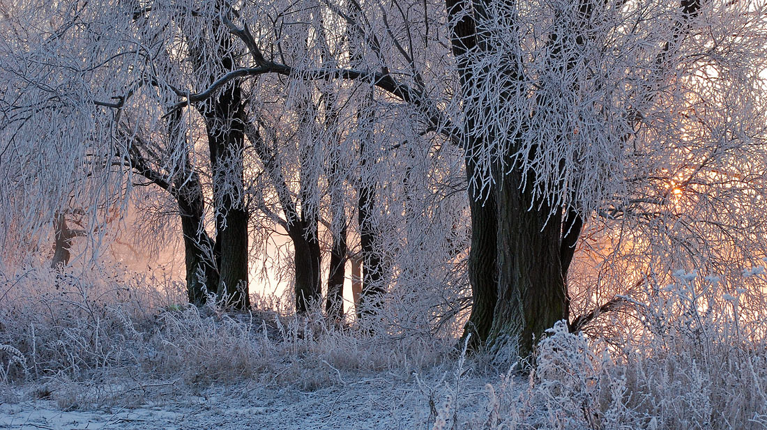 photo "***" tags: landscape, forest, winter