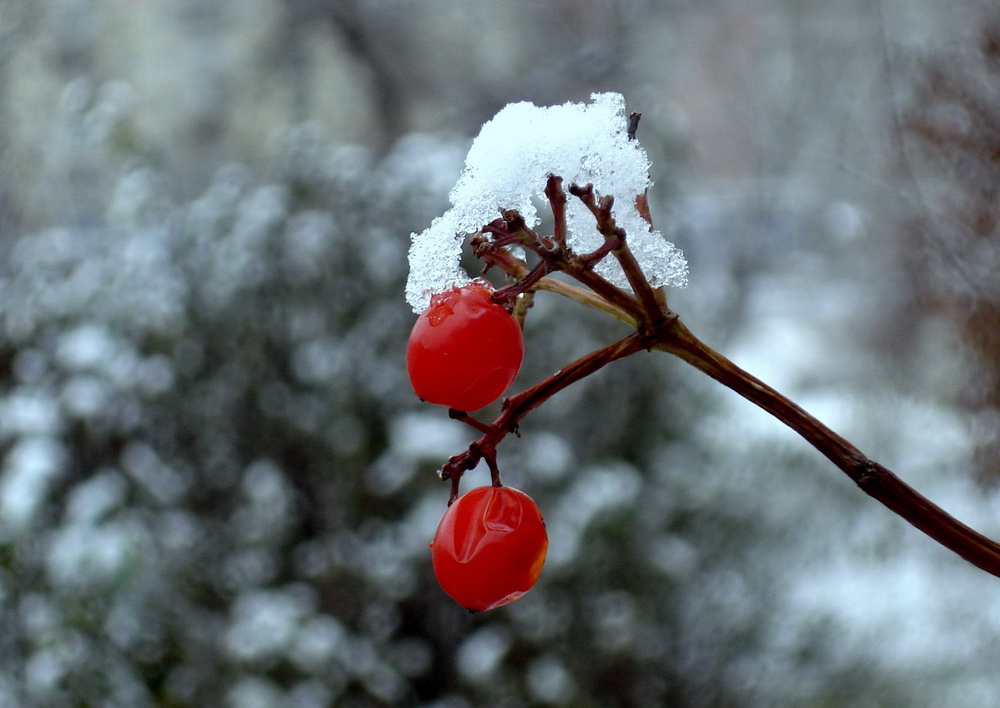 photo "***" tags: macro and close-up, 