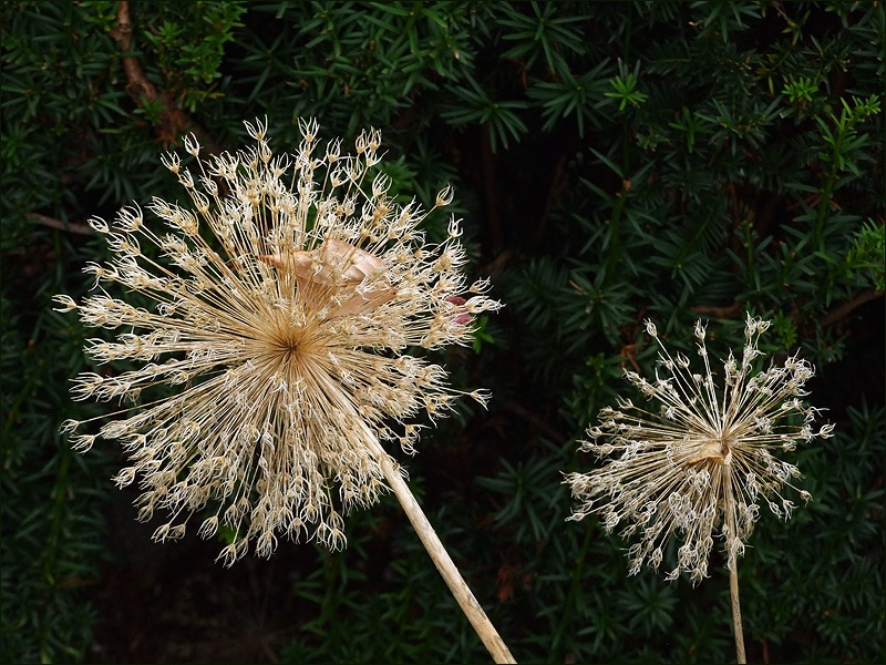 photo "Autumnal salute" tags: nature, abstract, flowers