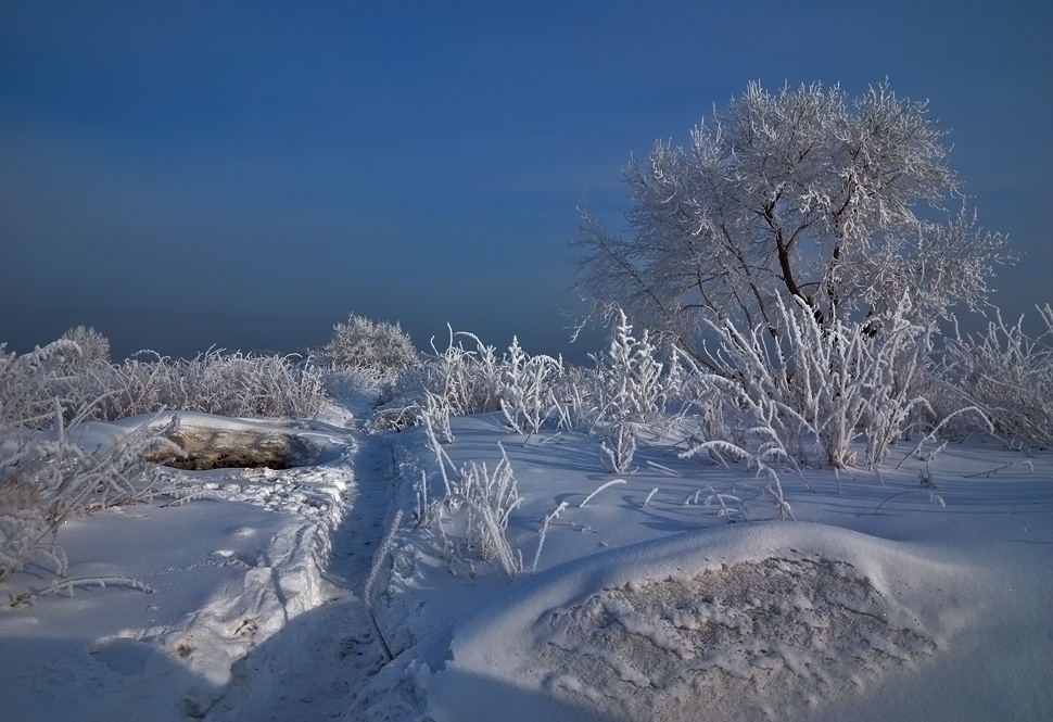 photo "***" tags: landscape, forest, winter