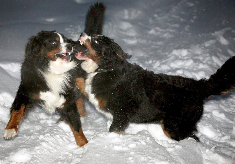 photo "But the snow did not divide ..." tags: nature, misc., pets/farm animals