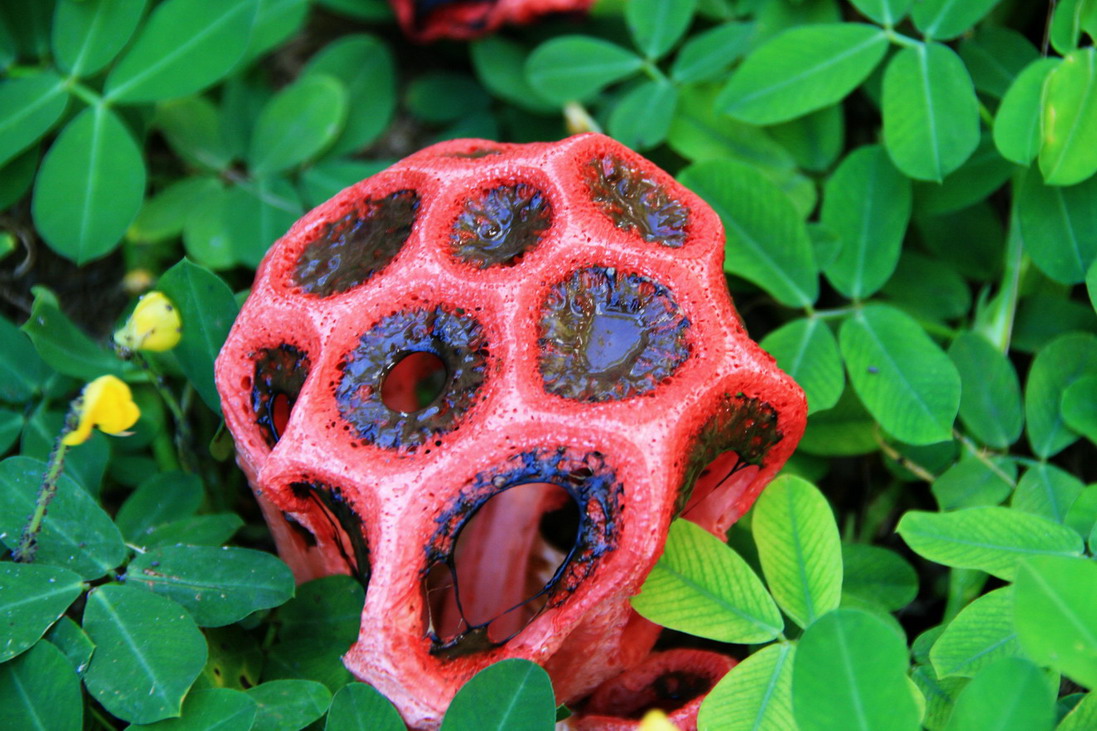 фото "доминиканские грибы" метки: природа, цветы