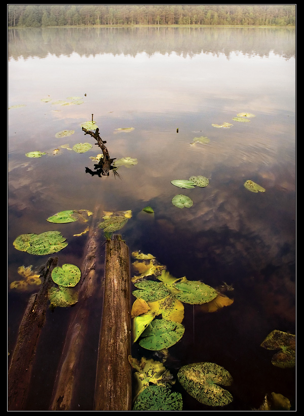 фото "Утро на лесном озере" метки: пейзаж, вода, лето