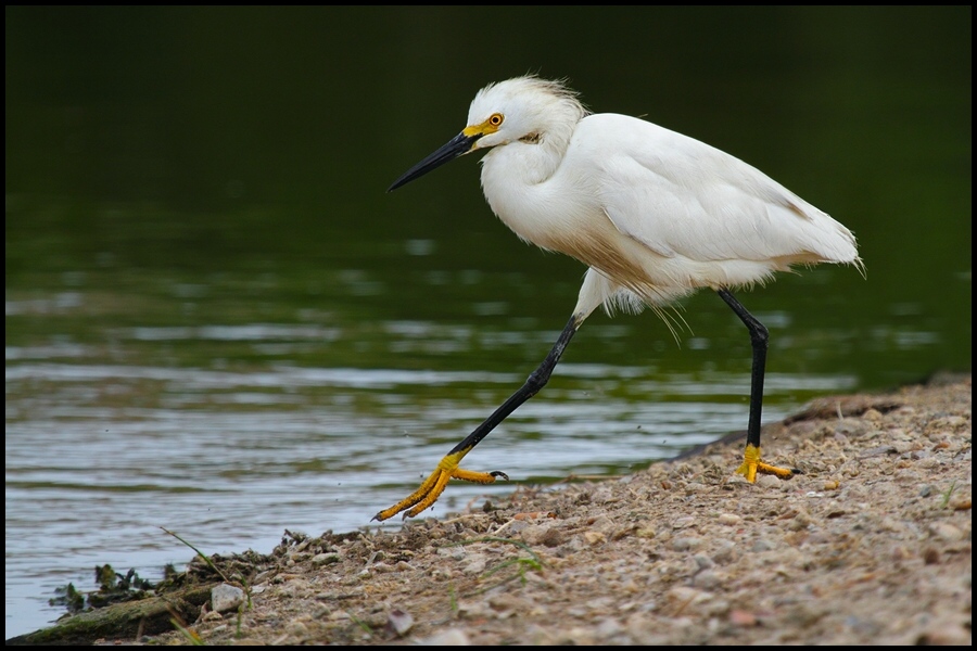 photo "step" tags: nature, wild animals