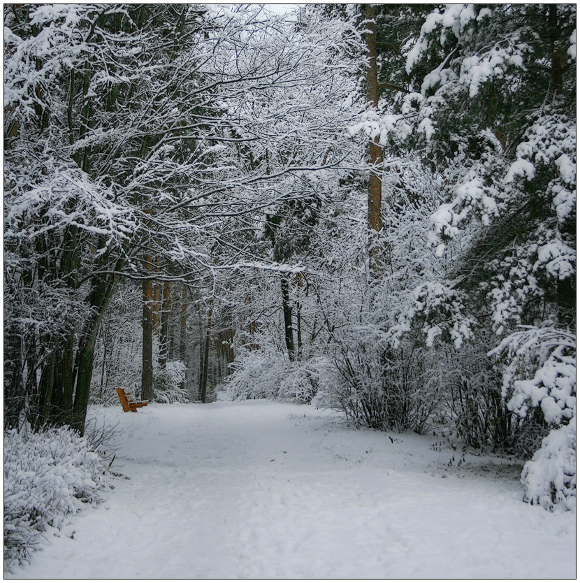 photo "Hello, Winter!" tags: landscape, forest, winter