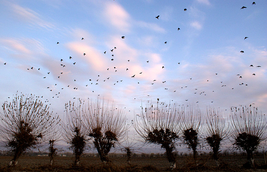 фото "Птицы улетели" метки: пейзаж, закат, осень