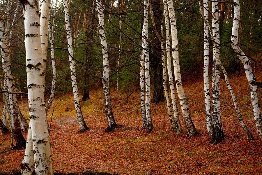 фото ""Построились"" метки: пейзаж, лес