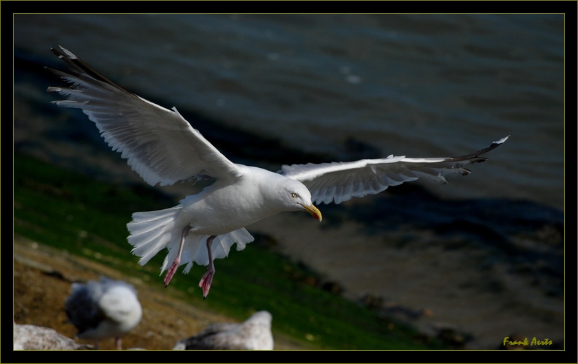 photo "The flight" tags: nature, wild animals