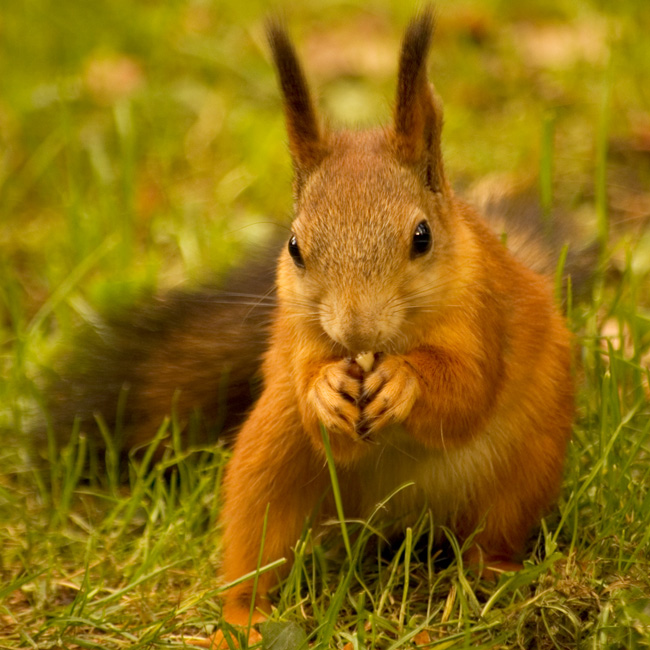 photo "***" tags: nature, wild animals