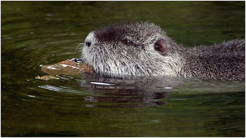 photo "Floating nutria" tags: nature, portrait, wild animals