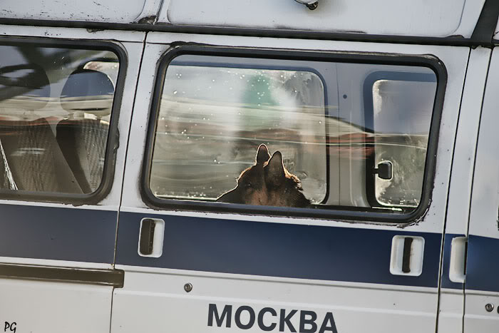 фото "служба." метки: природа, 